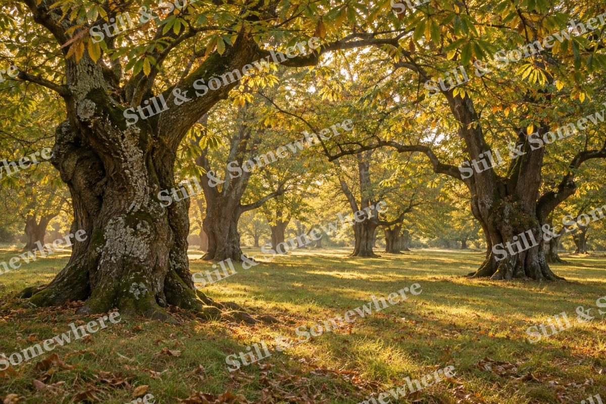 Landscapes Amber Light Through a Chestnut Grove, original artwork preview