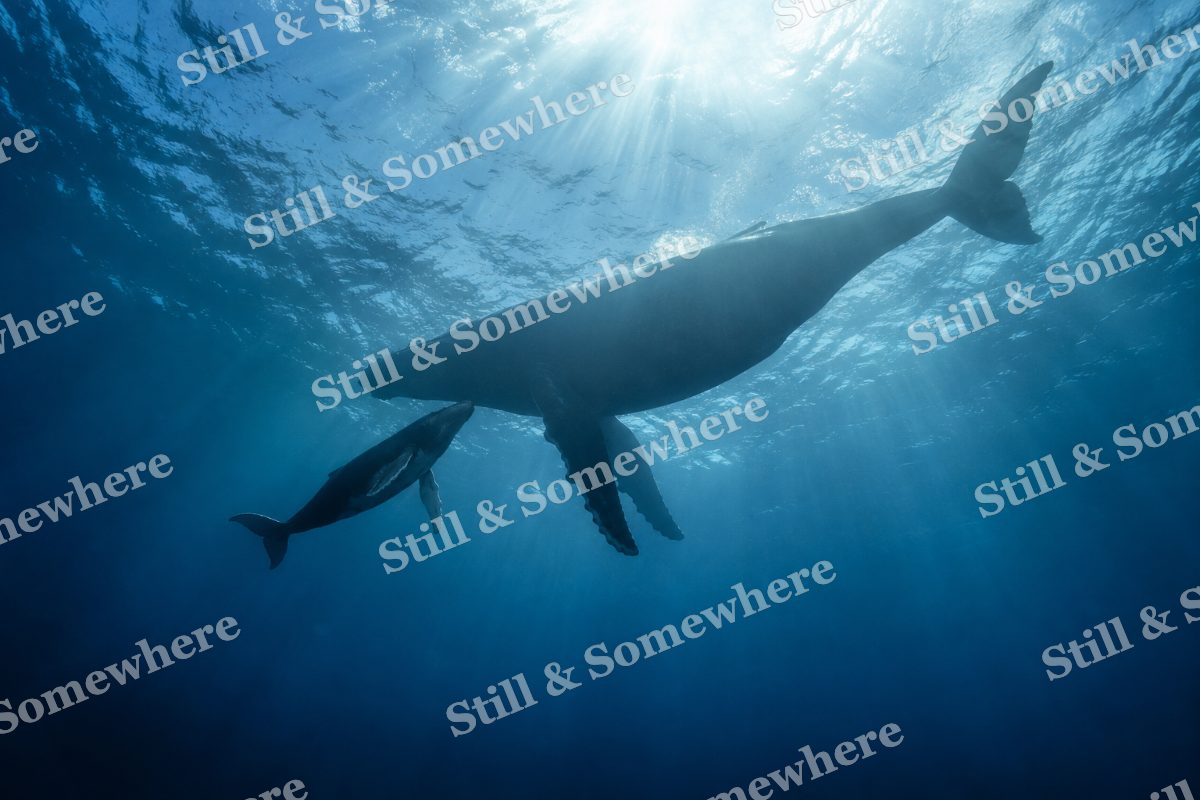 Humpback Mother and Calf, original artwork preview