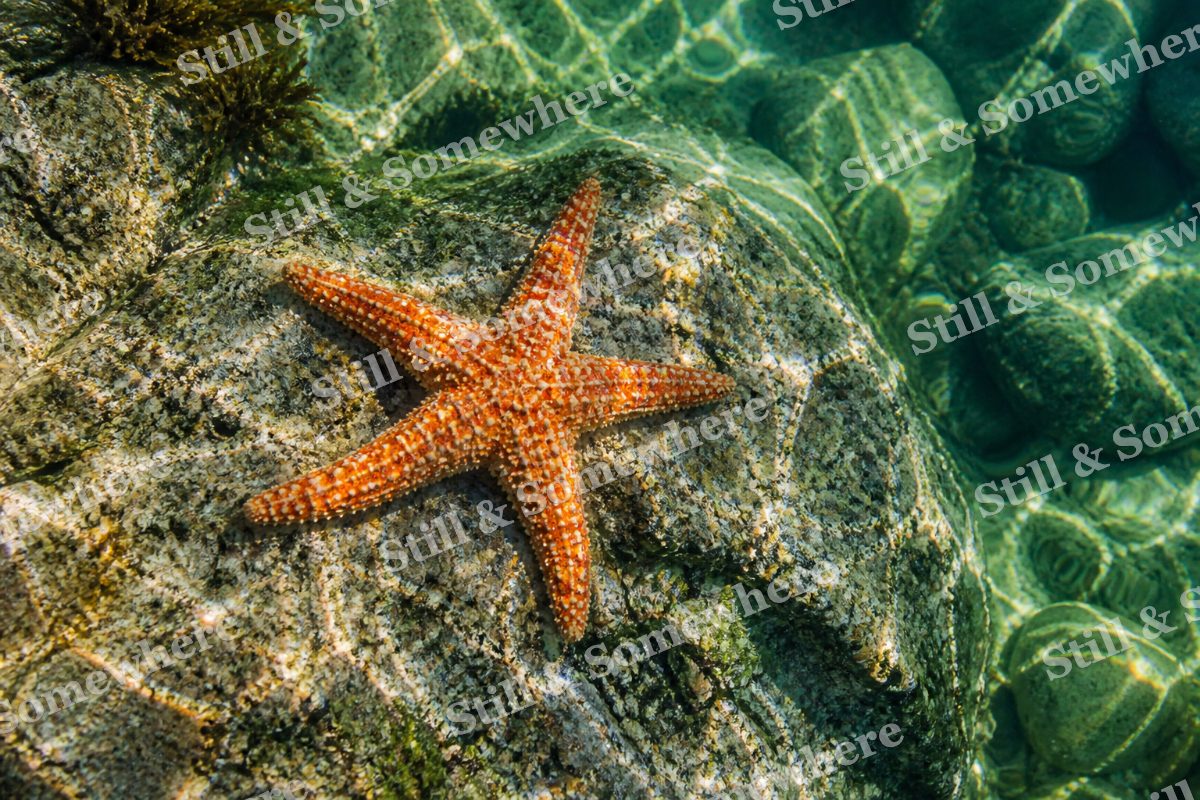 Orange Starfish Emerald, original artwork preview
