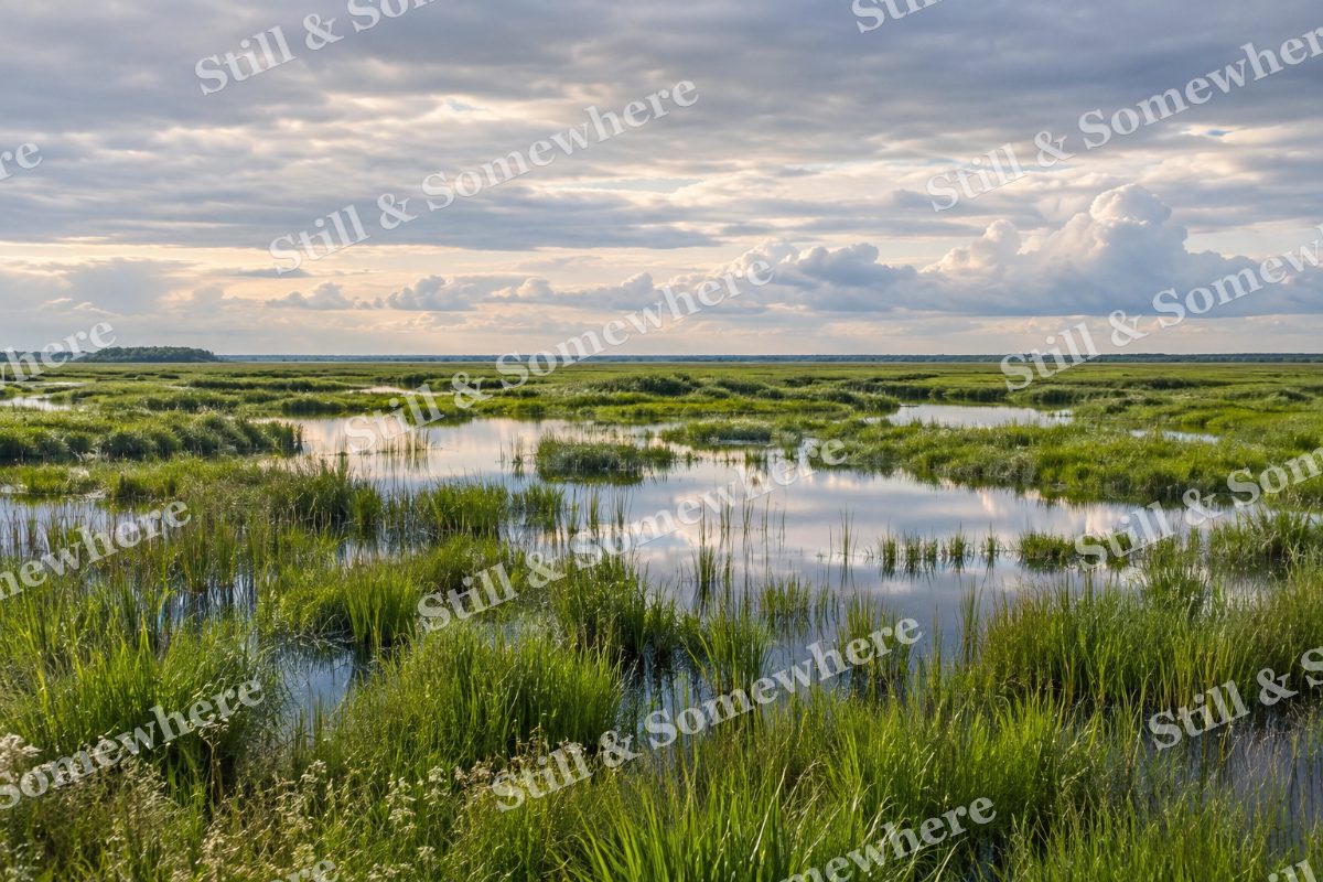 Wetland Grasses Under Pearl Clouds, original artwork preview