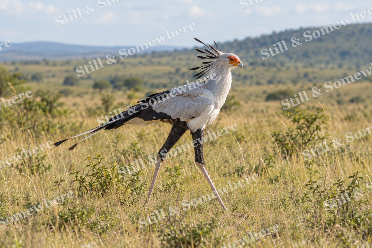 Secretary Bird Grassland, original artwork preview
