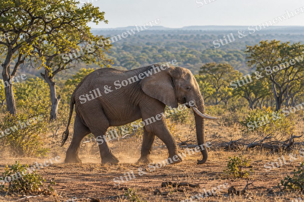 African Elephant Dusty Woodland, original artwork preview