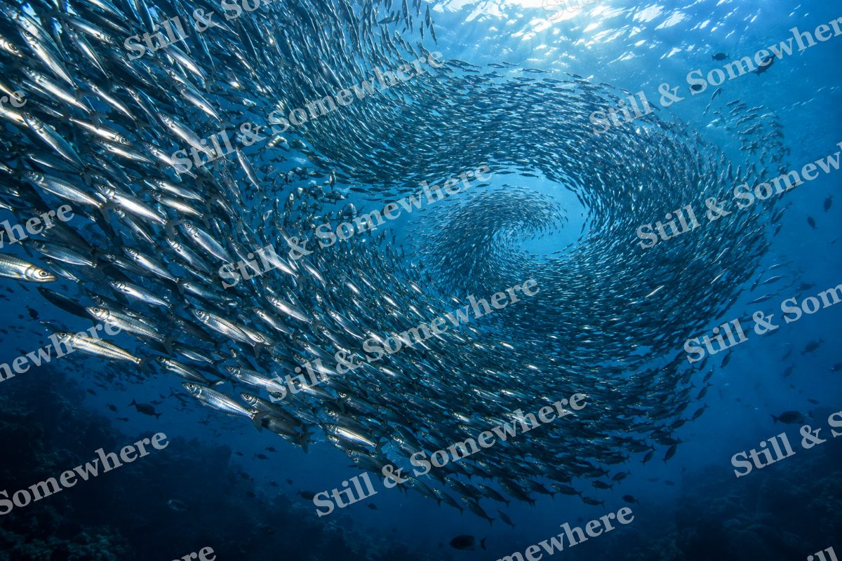 Silver Sardine Spiral, original artwork preview