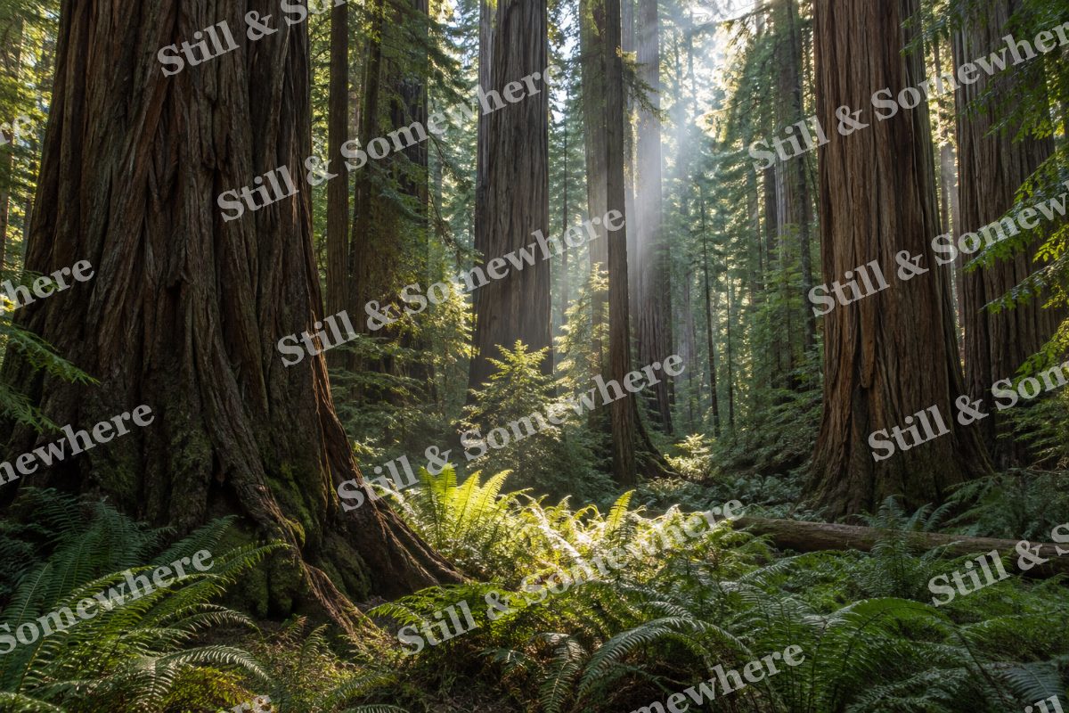 Redwood Grove with Sunlit Ferns, original artwork preview