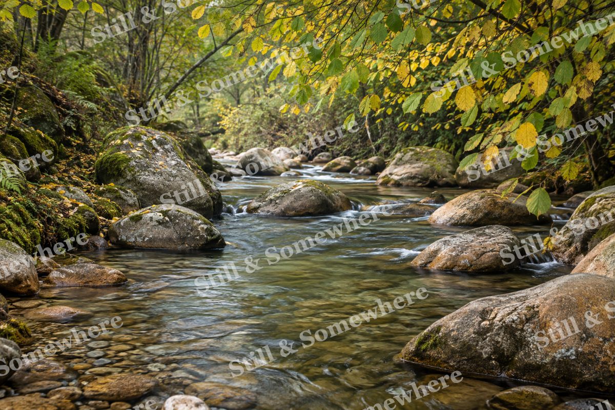 Landscapes Pebble Stream Beneath Autumn Hazel, original artwork preview