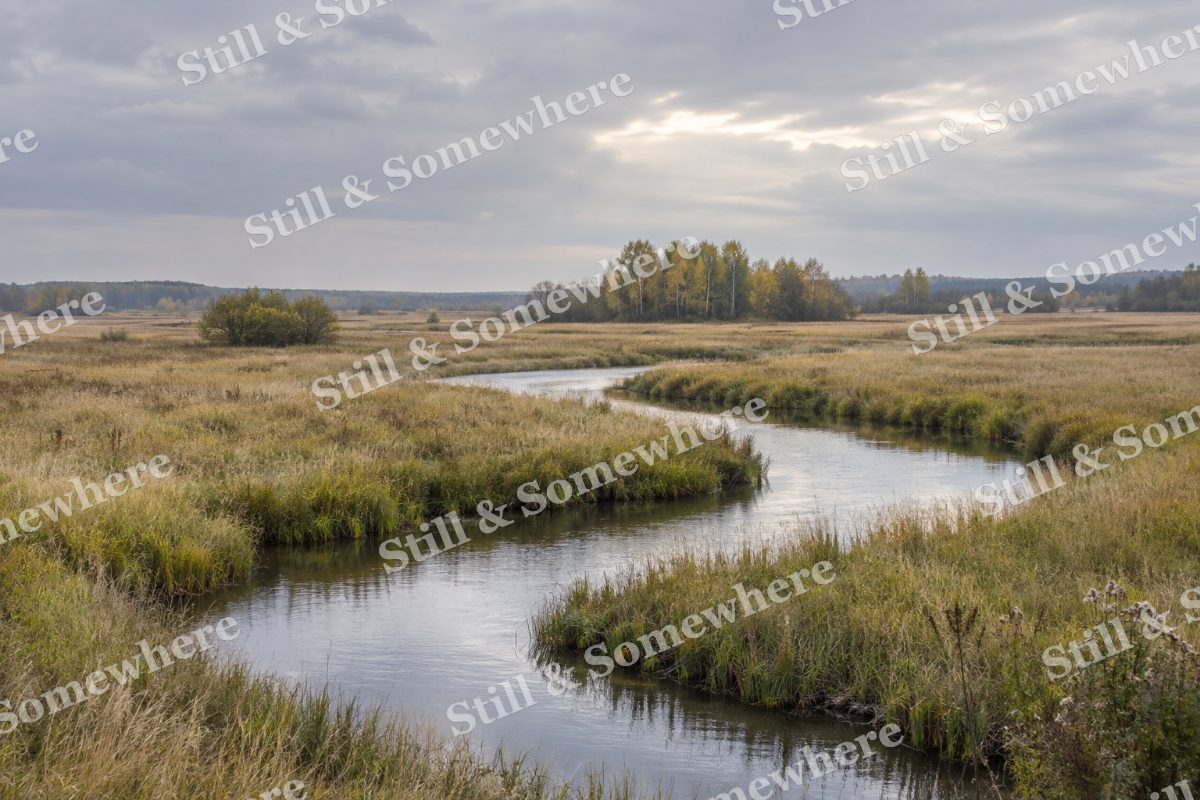 Landscapes Silver Stream Through a Quiet Sedge Meadow, original artwork preview