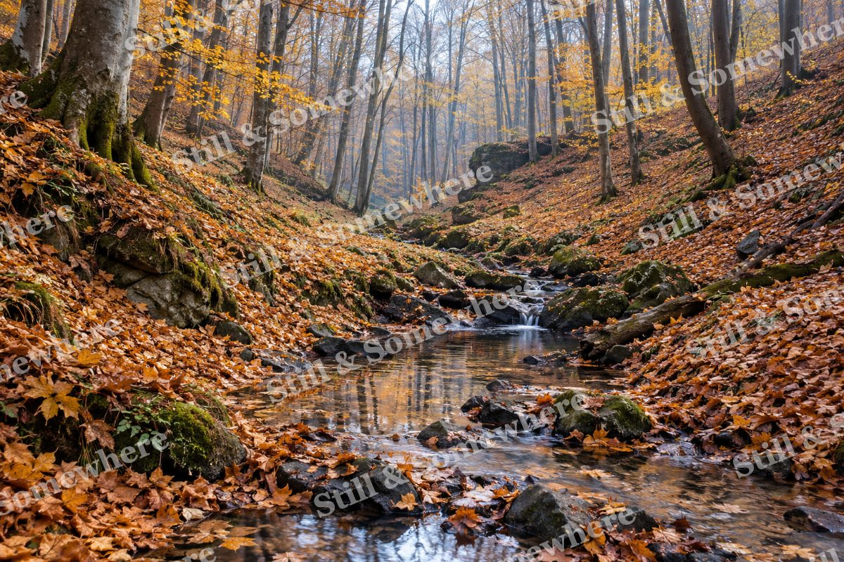 The Quiet Beech Hollow, original artwork preview