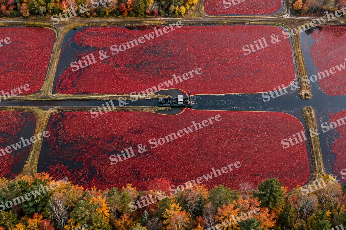 Cranberry Bog from Above, original artwork preview
