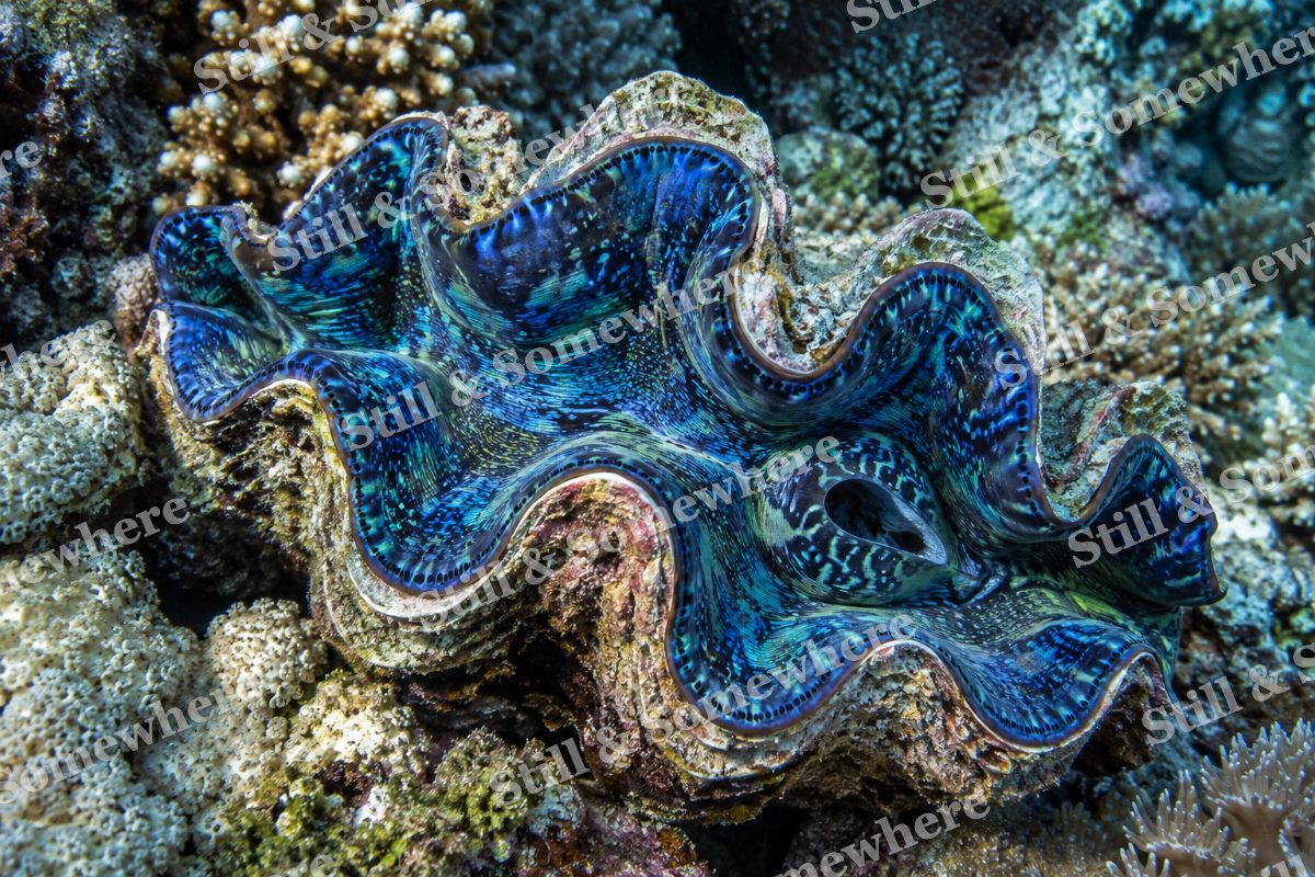 Giant Clam Iridescent, original artwork preview