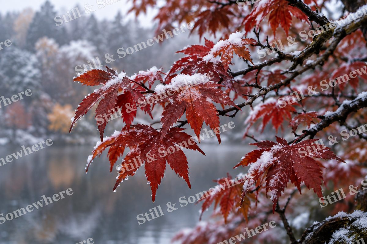 First Snow on Autumn Maples, original artwork preview