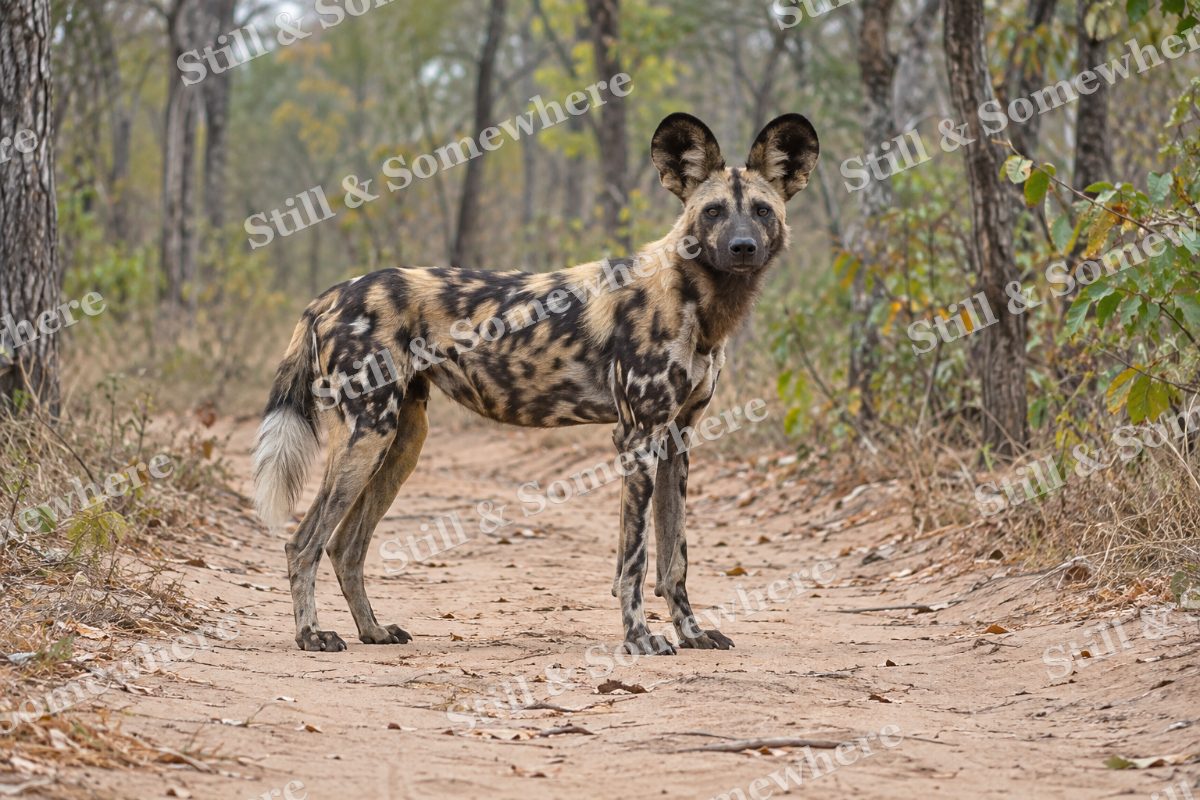 African Wild Dog Woodland, original artwork preview