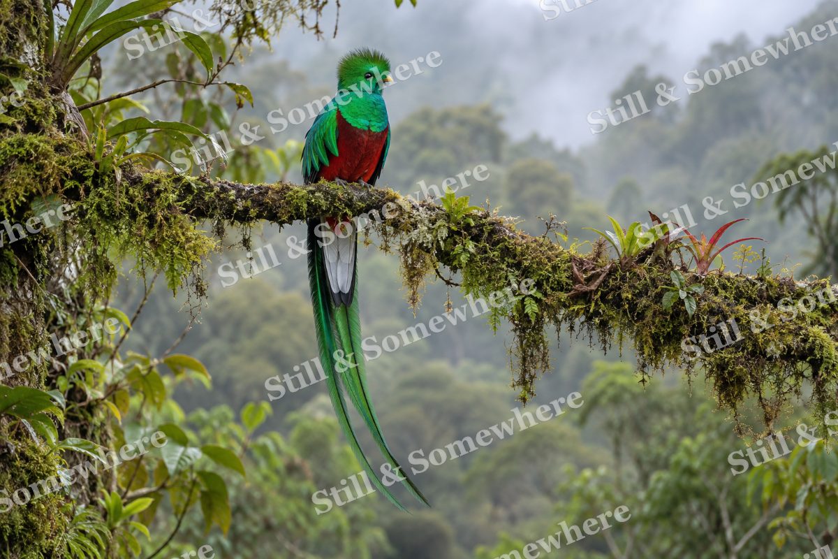 Resplendent Quetzal Cloud Forest, original artwork preview