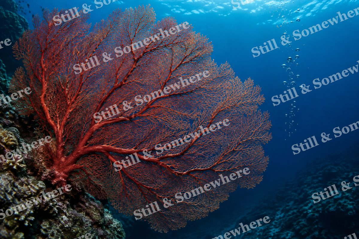 Red Gorgonian Blue, original artwork preview
