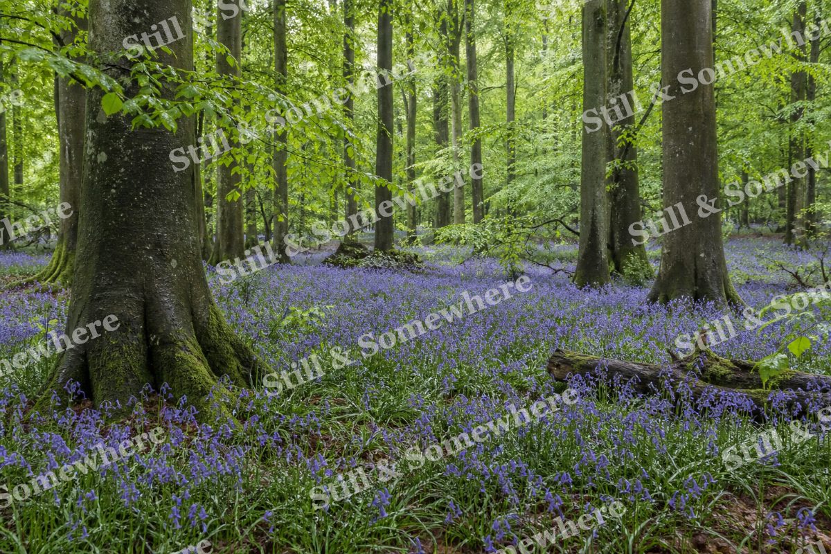 Bluebell Woodland in Soft Rain, original artwork preview