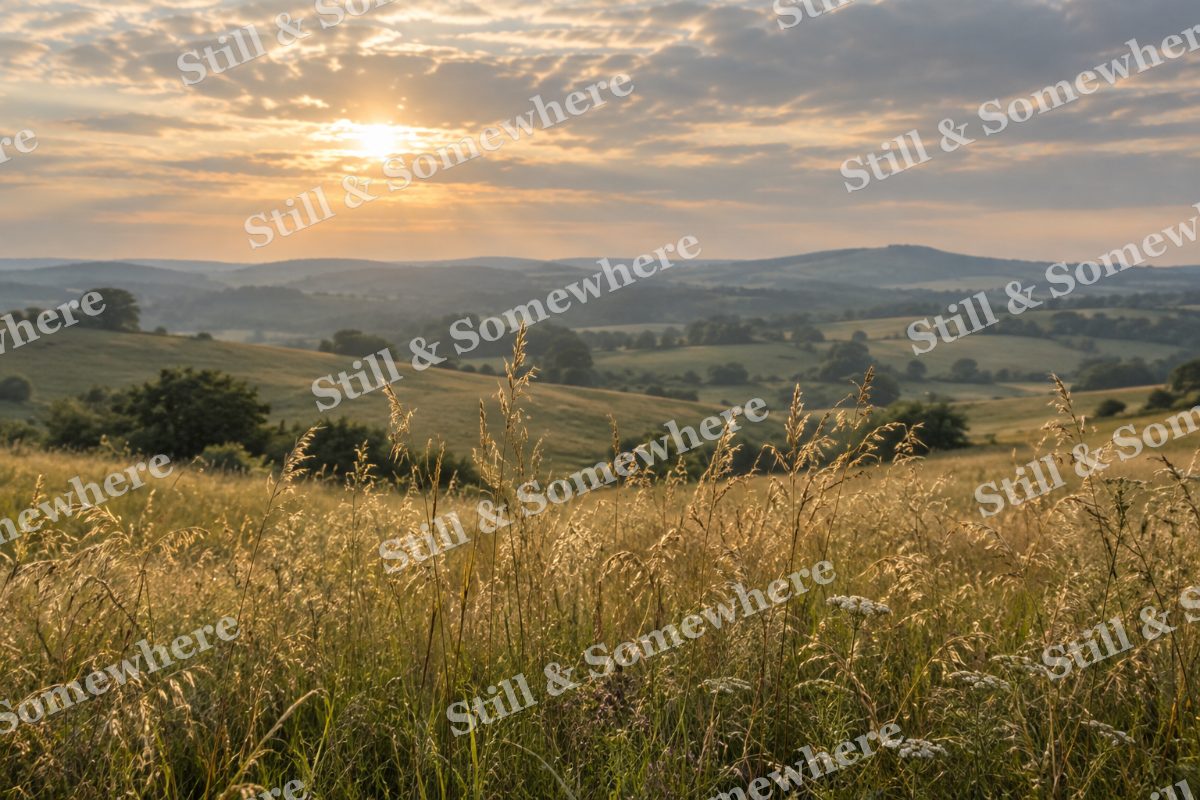 Landscapes Meadow Seedheads in Soft September Light, original artwork preview