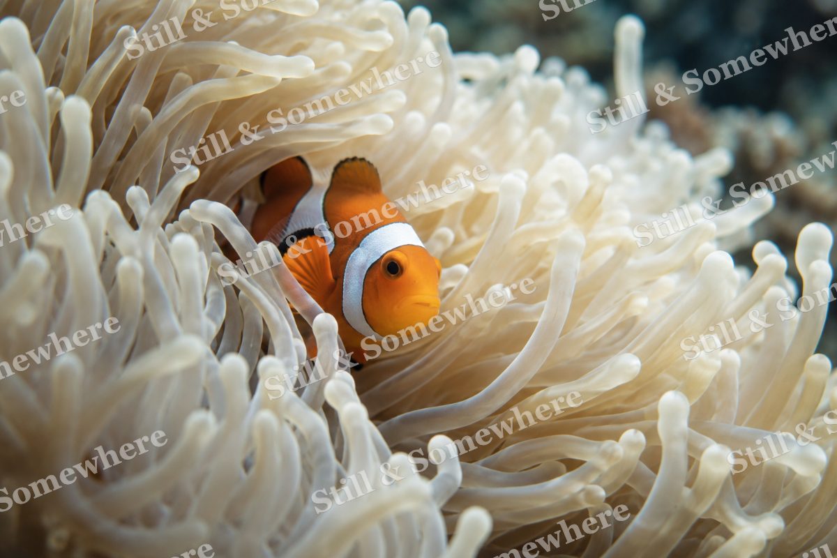 Clownfish White Anemone, original artwork preview