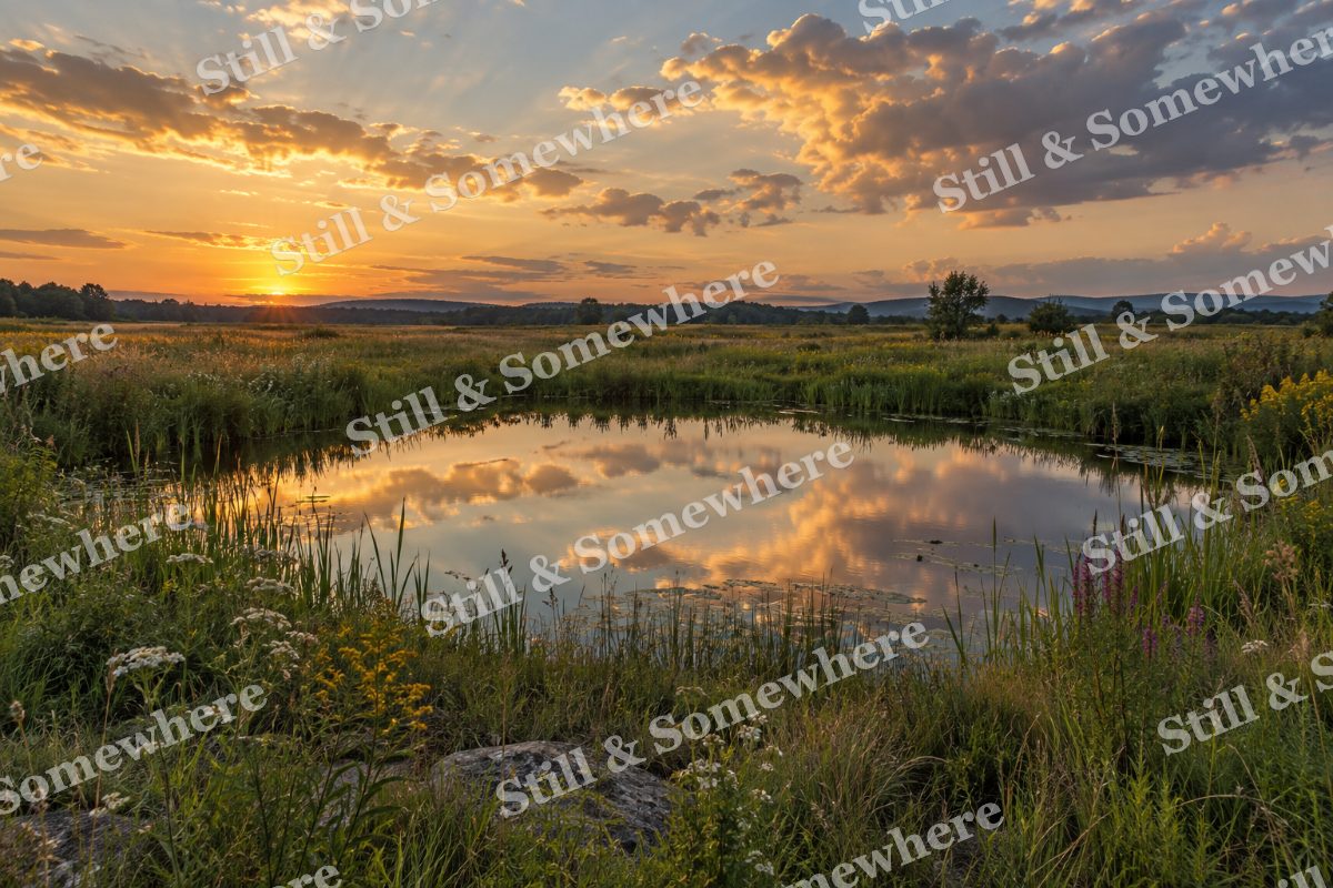 Landscapes Gold Clouds Over a Quiet Meadow Pond, original artwork preview