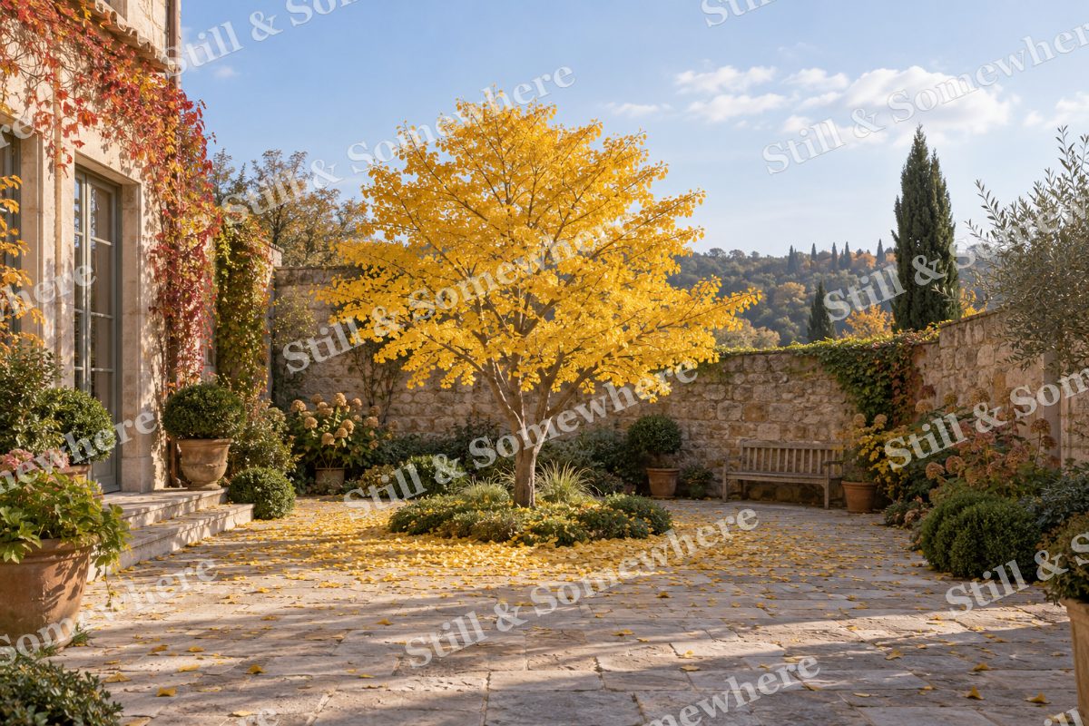 Golden Ginkgo Courtyard, original artwork preview