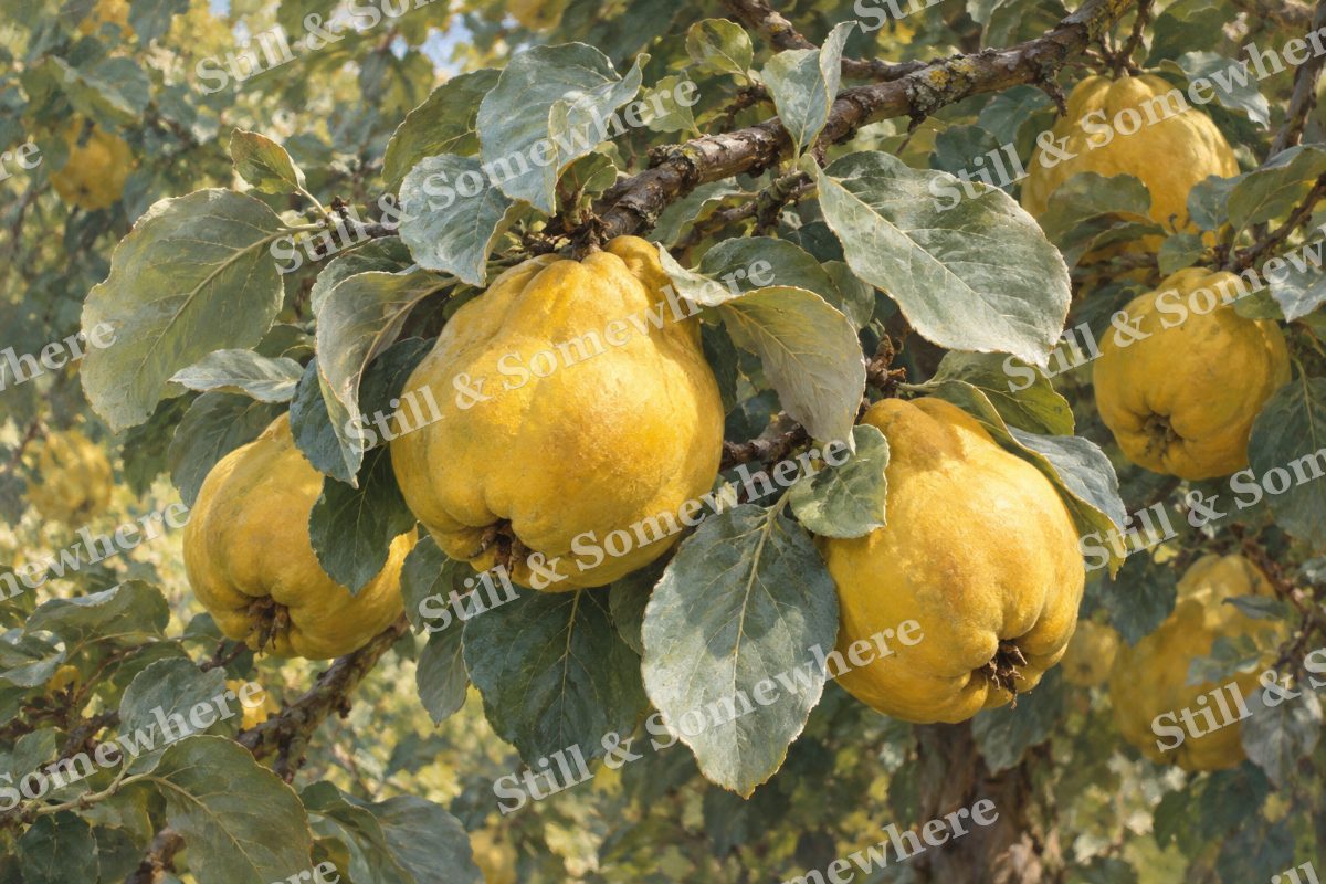 Quince Fruit among Silver Leaves, original artwork preview