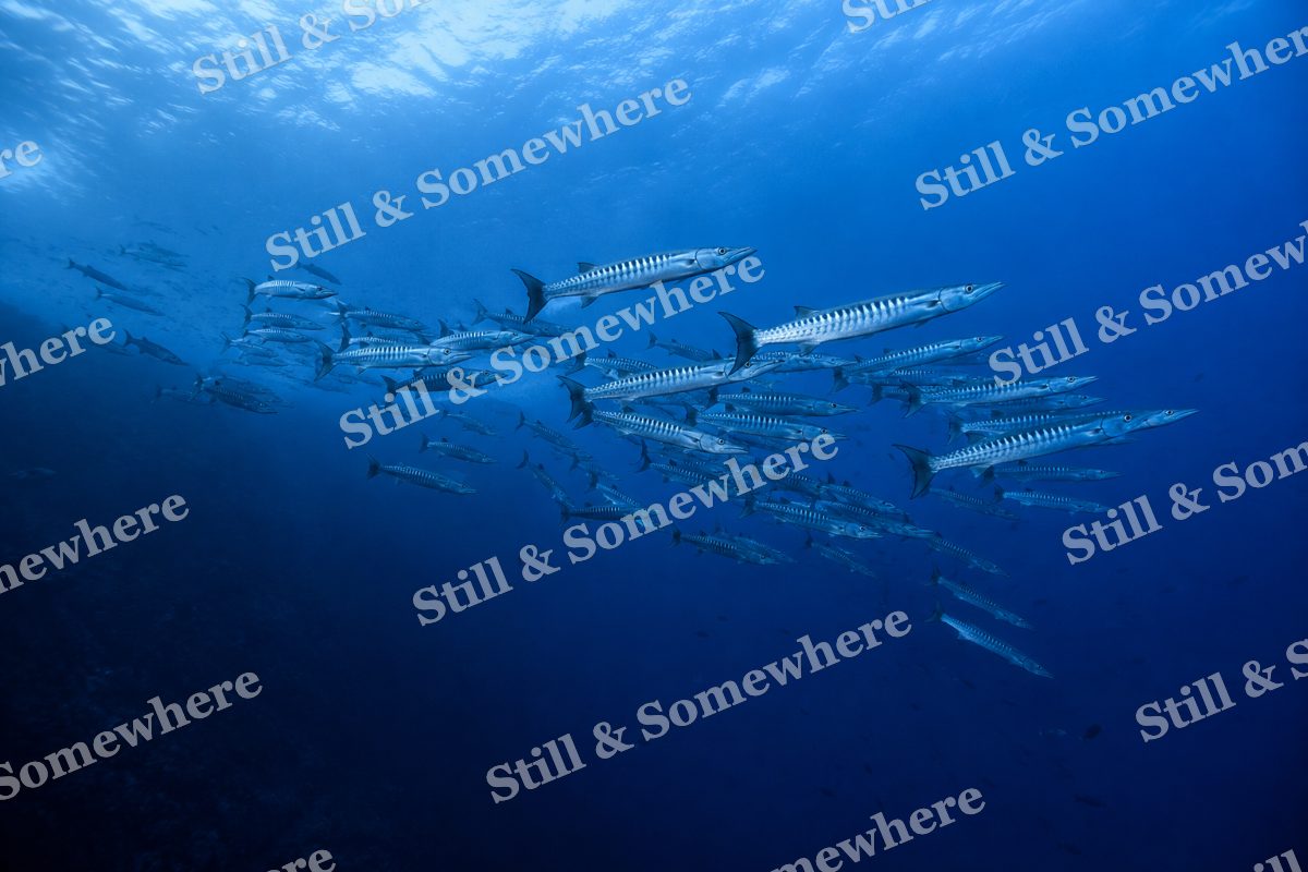 Barracuda Above the Abyss, original artwork preview