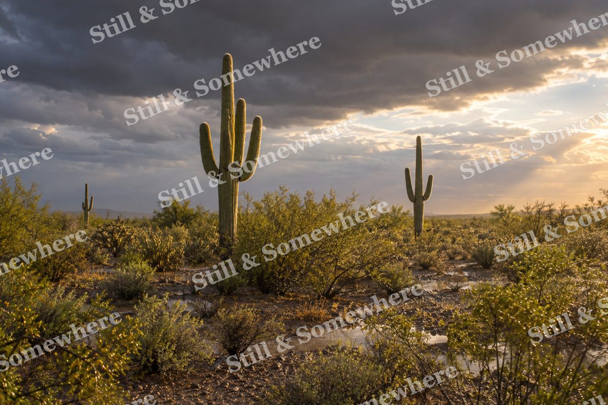 Saguaro Desert After Summer Rain, original artwork preview