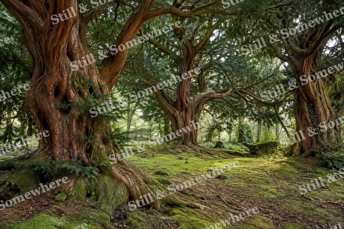 Ancient Yew Grove in Green Shade, original artwork preview