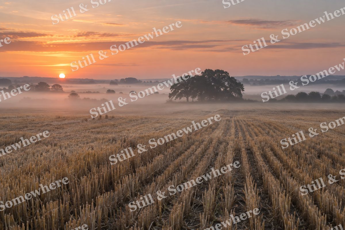 Landscapes Mist Above a Quiet Harvest Field, original artwork preview