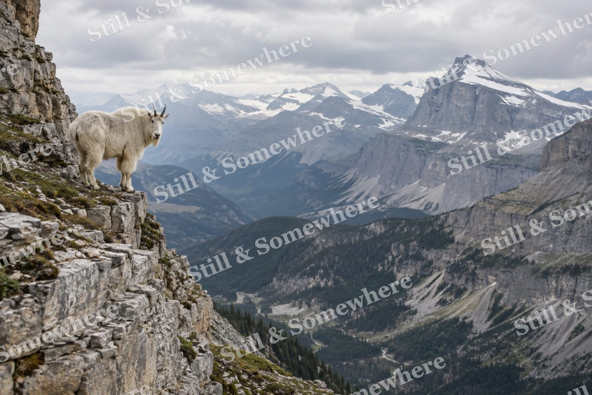 Mountain Goat Limestone Ledge, original artwork preview