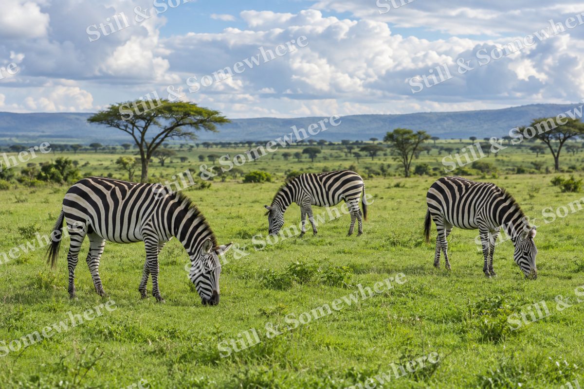 Zebras Green Plains, original artwork preview