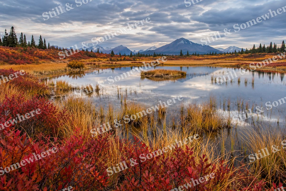 The Scarlet Marsh Edge, original artwork preview