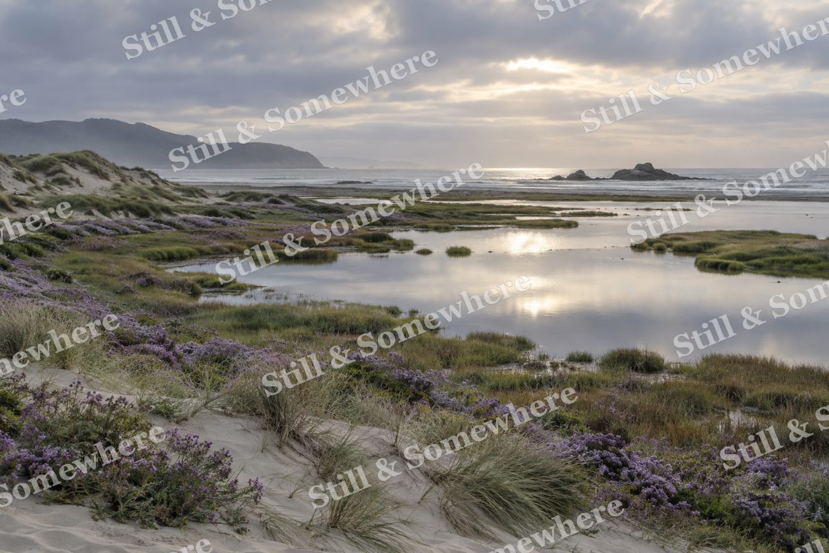 Landscapes Quiet Dunes Beside a Sea Lavender Marsh, original artwork preview
