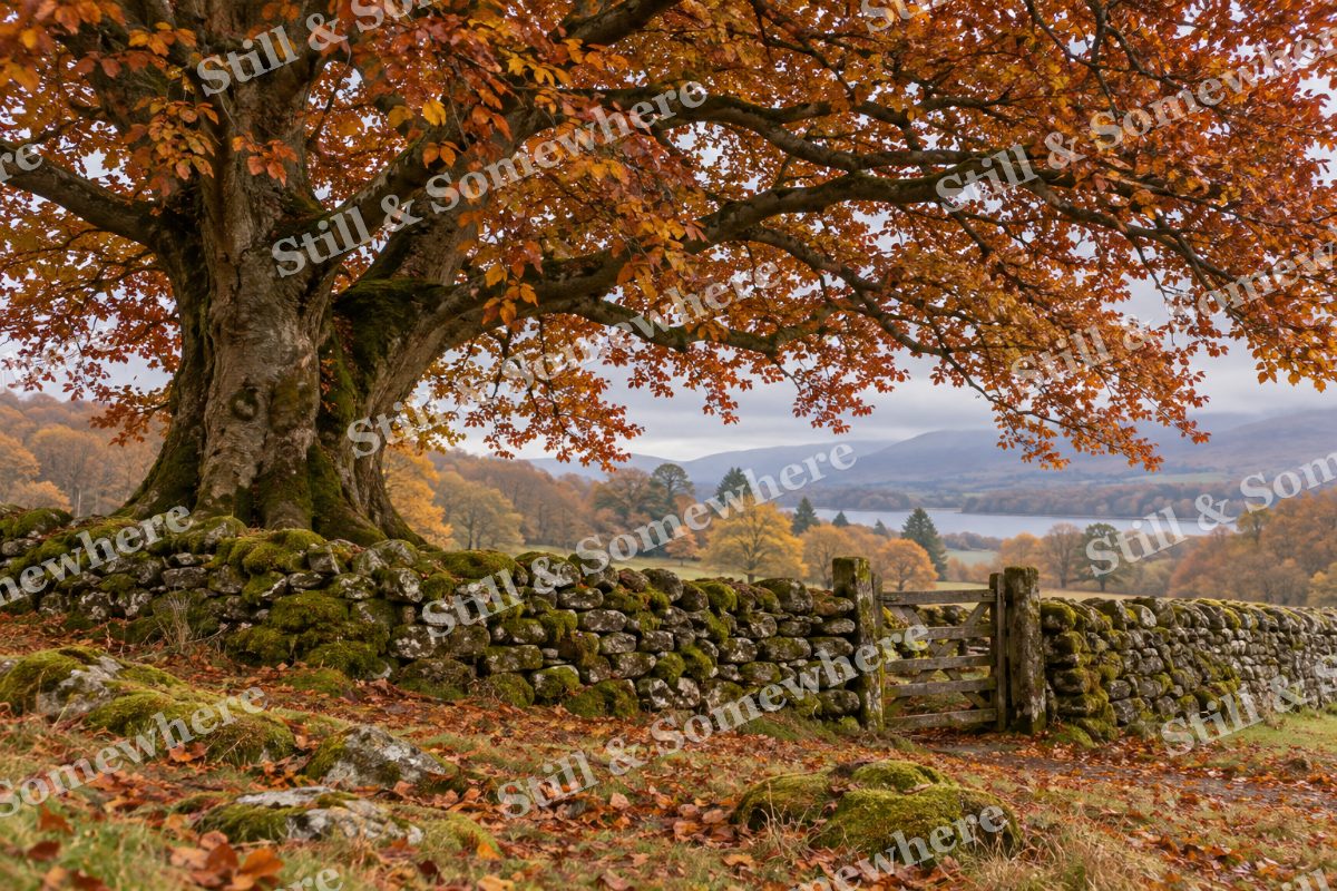 Copper Beech Over a Stone Wall, original artwork preview