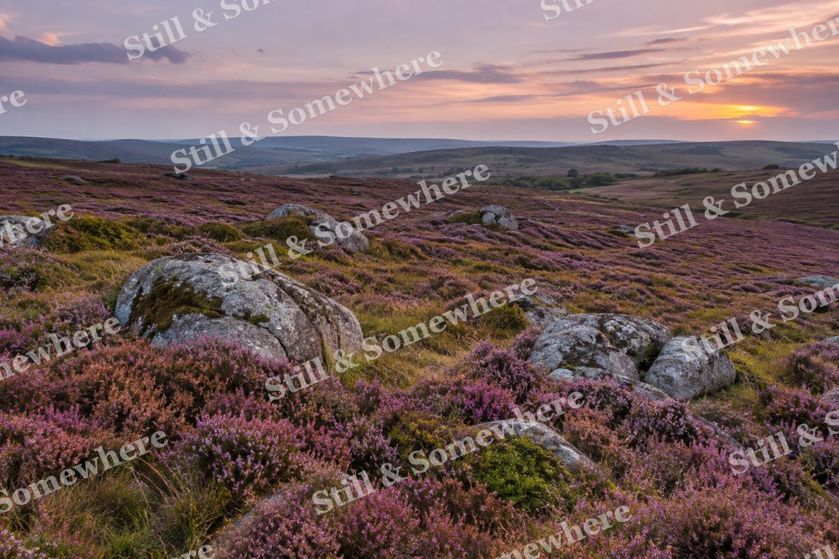 Pink Heather on Open Moorland, original artwork preview