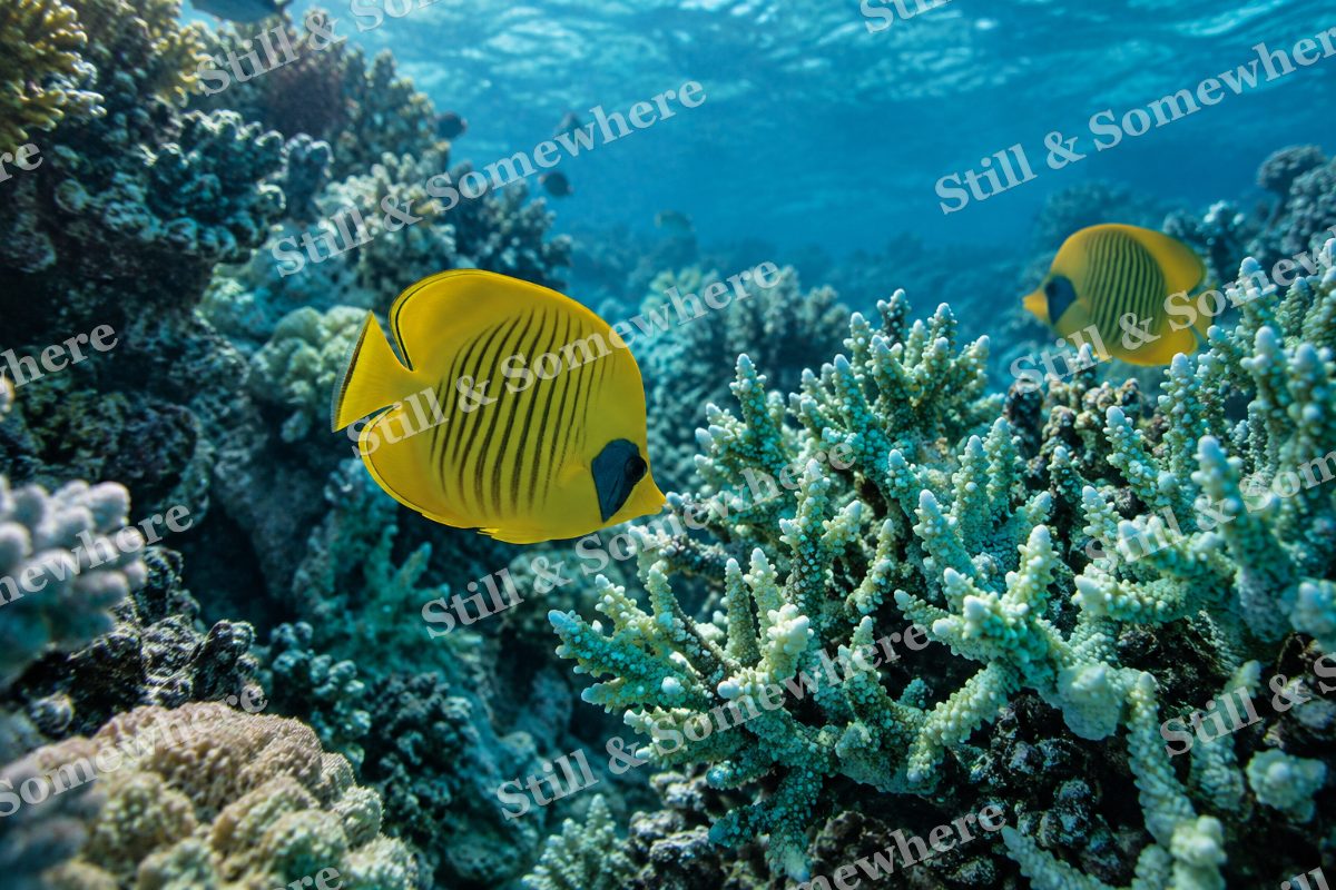 Butterflyfish Turquoise Coral, original artwork preview