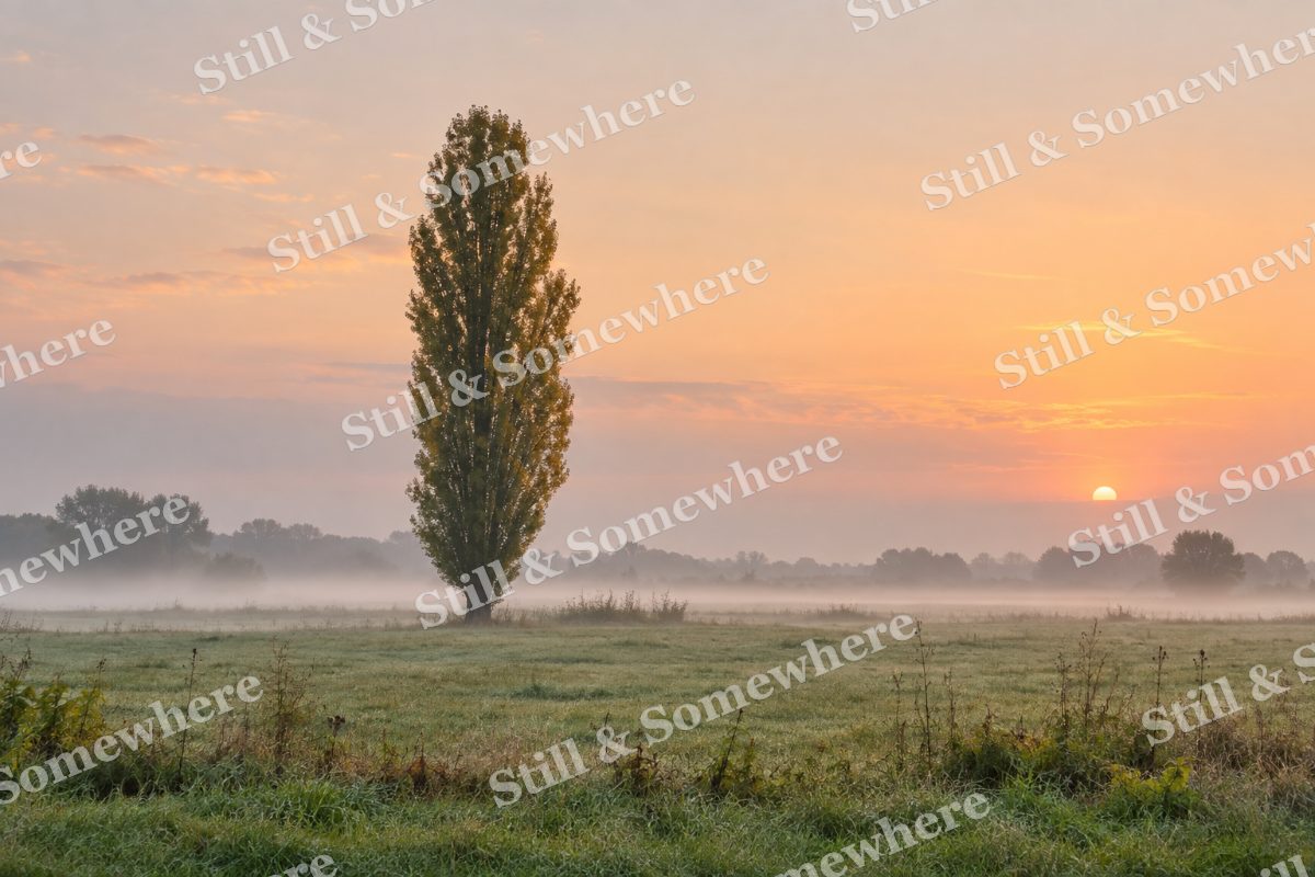 Landscapes A Lone Poplar in a Misty Pasture, original artwork preview