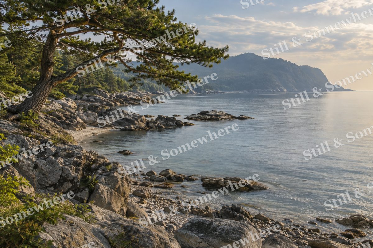 Landscapes Quiet Cove Beneath a Windswept Pine, original artwork preview
