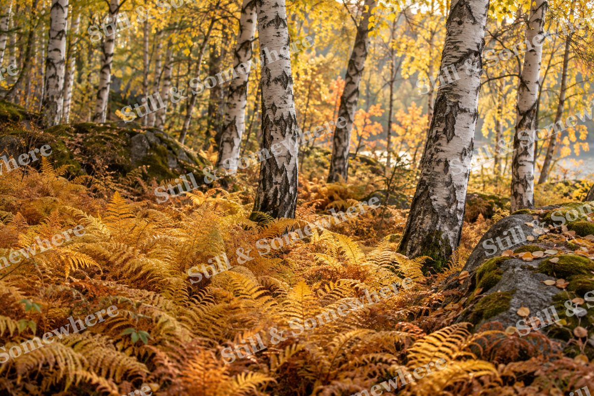 Amber Ferns beneath Birches, original artwork preview