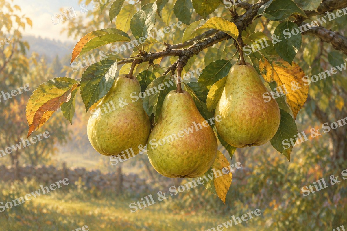 Pears and Turning Leaves, original artwork preview