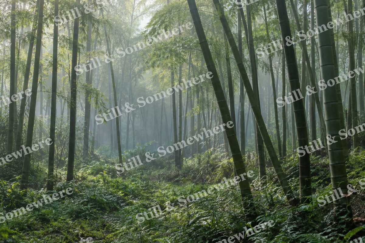 Bamboo Grove in Gentle Mist, original artwork preview