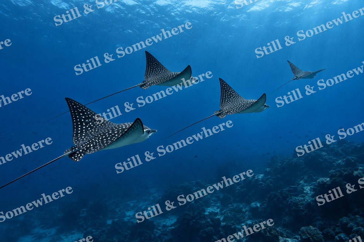 Eagle Ray Formation, original artwork preview