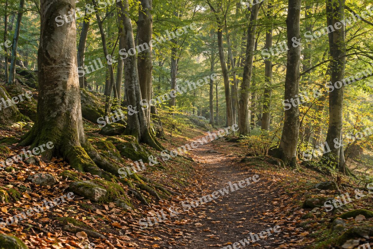 Landscapes Morning Light on a Woodland Footpath, original artwork preview