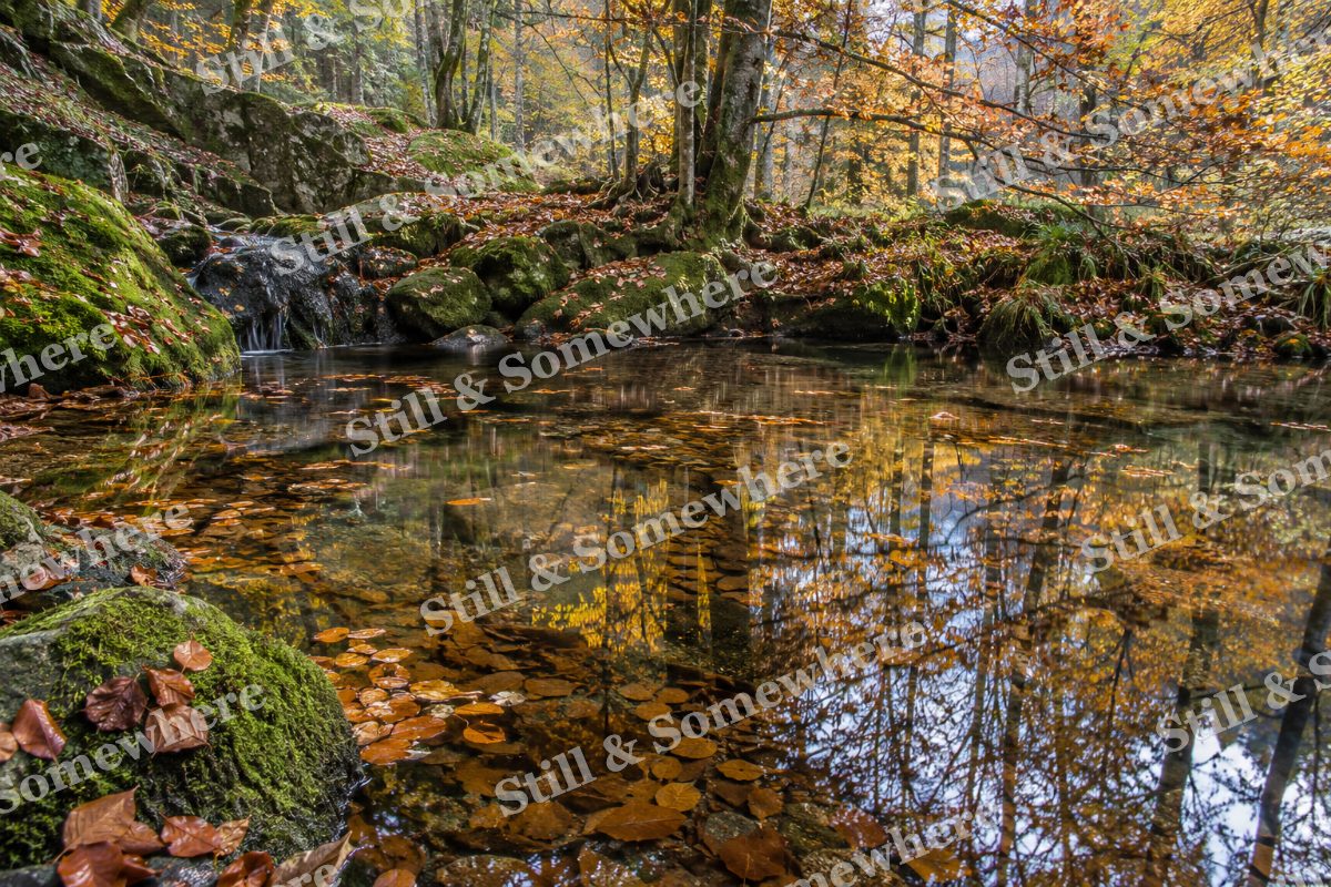 Beech Leaves on the Reflecting Pool, original artwork preview