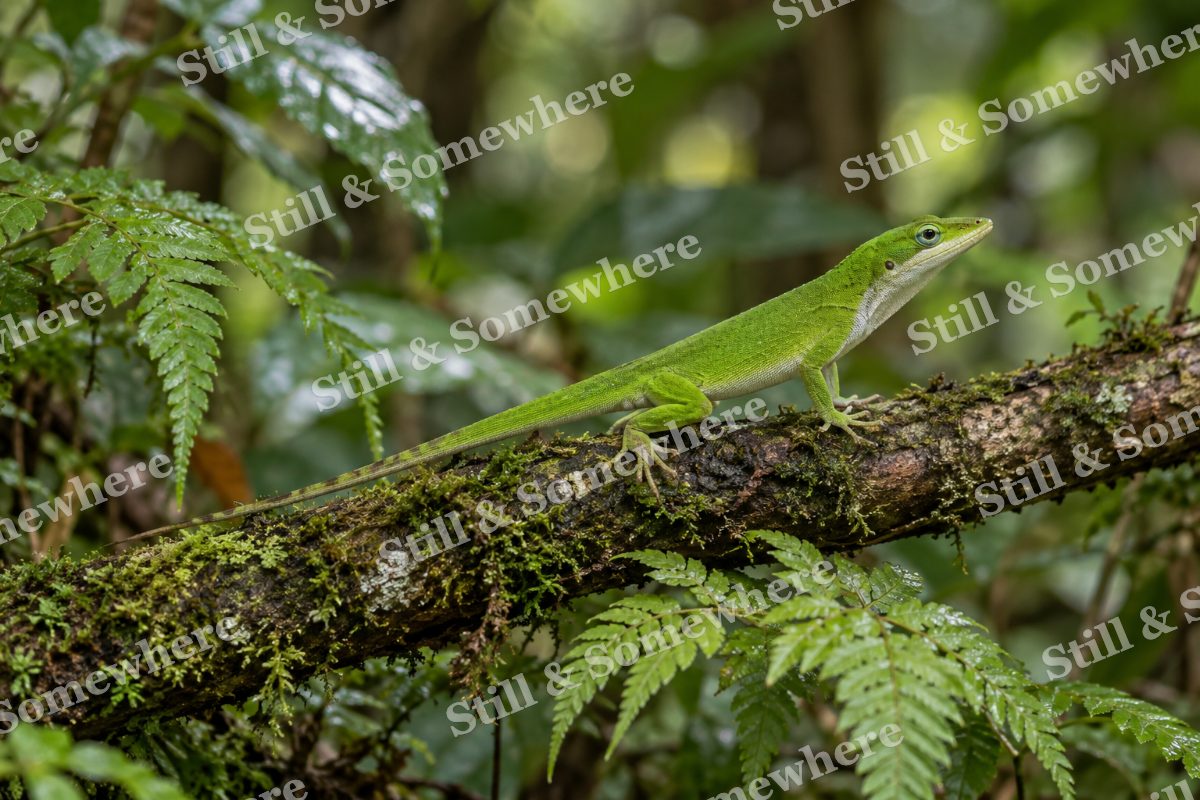 Green Anole Fern, original artwork preview