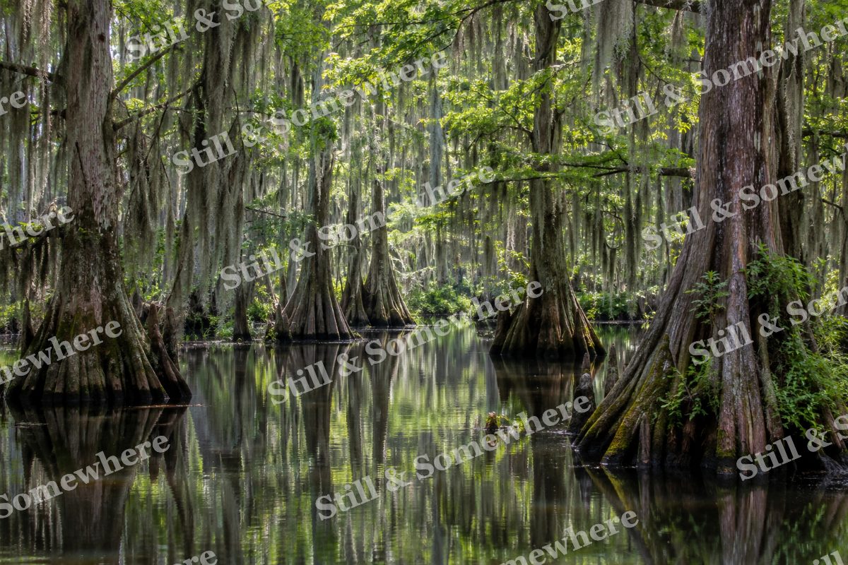 Cypress Reflections in Still Wetland, original artwork preview