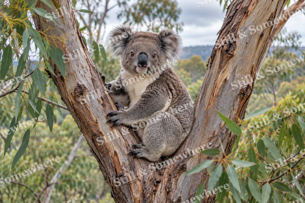 Koala Eucalyptus Fork, original artwork preview