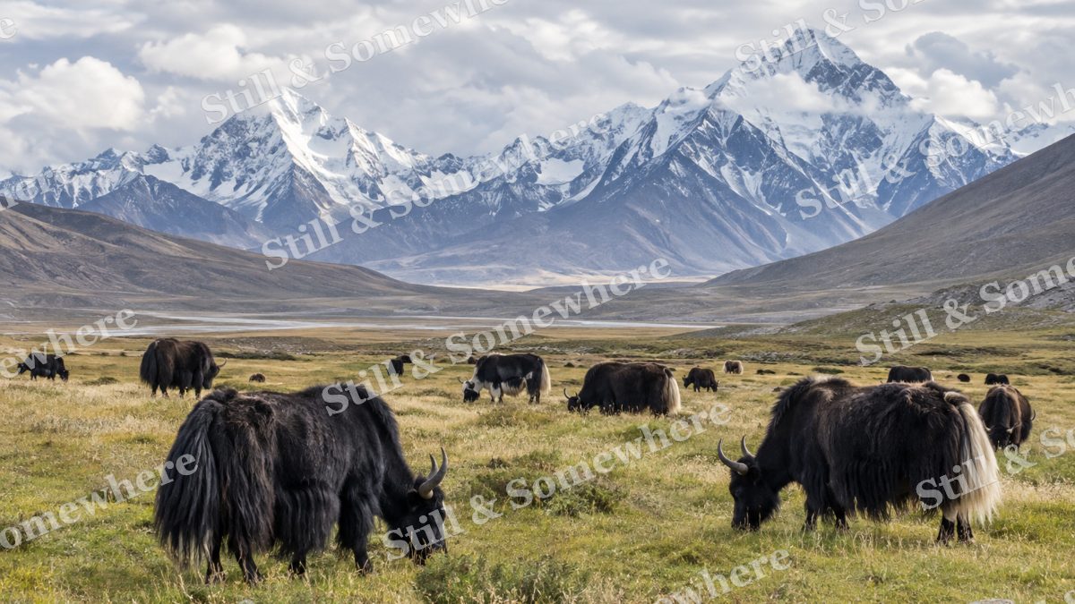 Yak Herd, mountains artwork preview