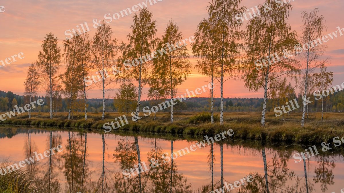 Landscapes Silver Birch Reflections at Sunset, peaceful landscapes artwork preview