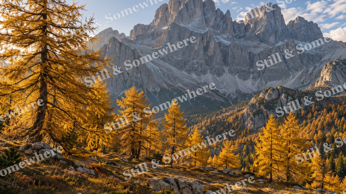 Golden Larch Grove, mountains artwork preview