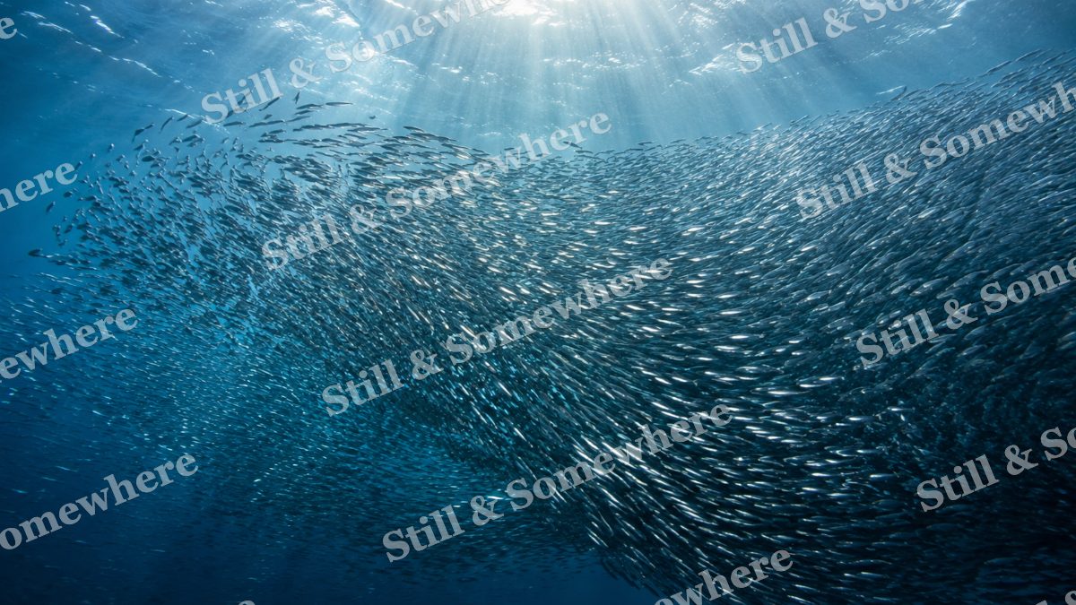Anchovy Shoal Sunbeams, ocean artwork preview