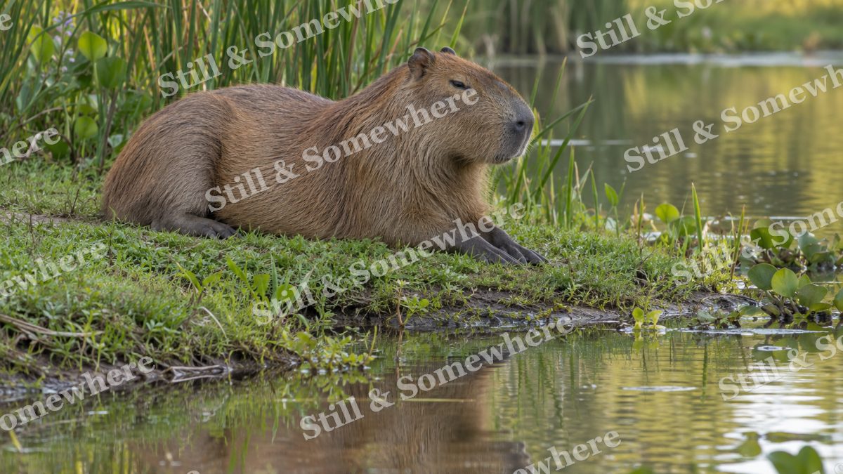 Capybara Reed Margin, wildlife artwork preview